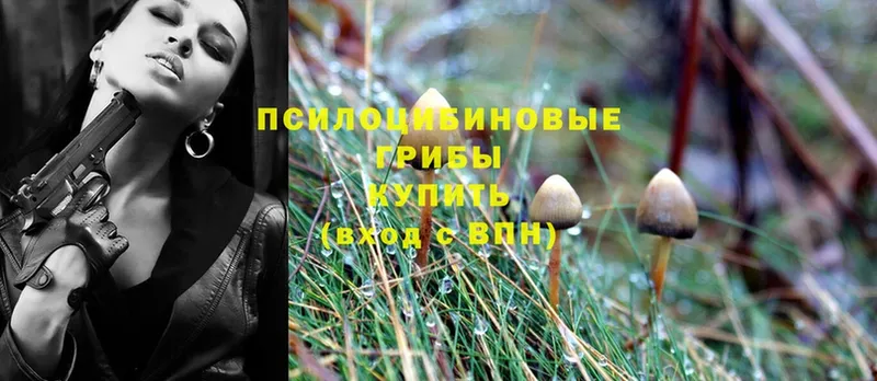 Галлюциногенные грибы Psilocybe  Лысьва 